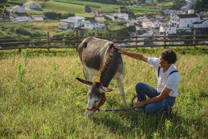 azores donkeys tour