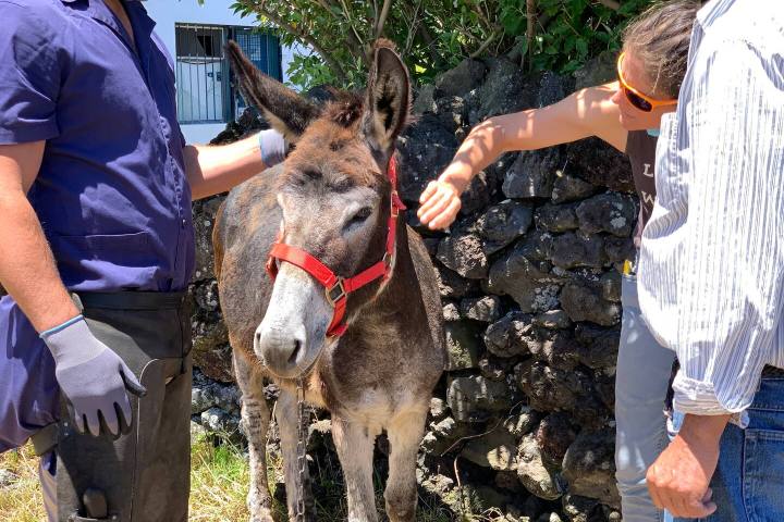 azores donkeys tour