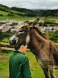 azores donkeys tour