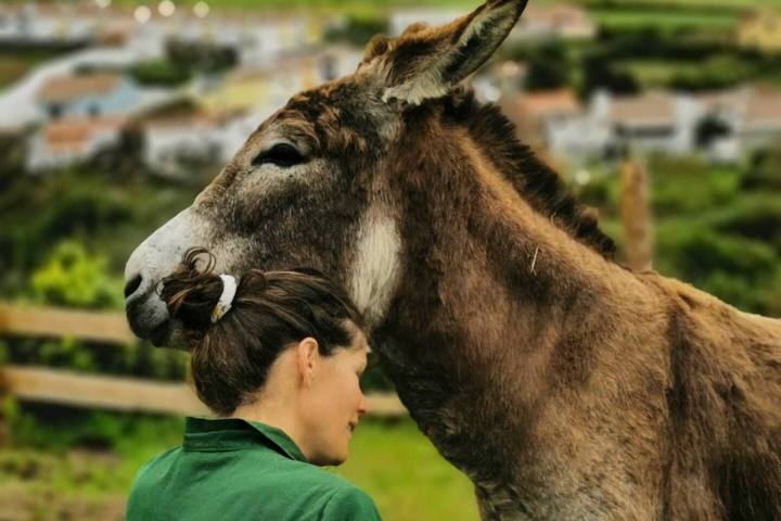 azores donkeys tour