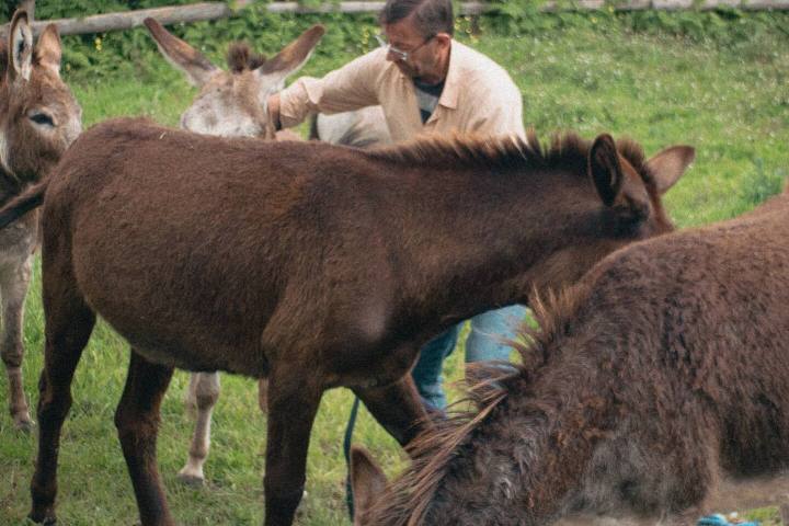 azores donkeys tour
