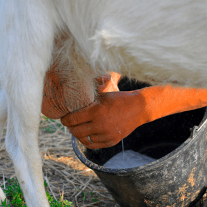 a horse sticking its head out of the water