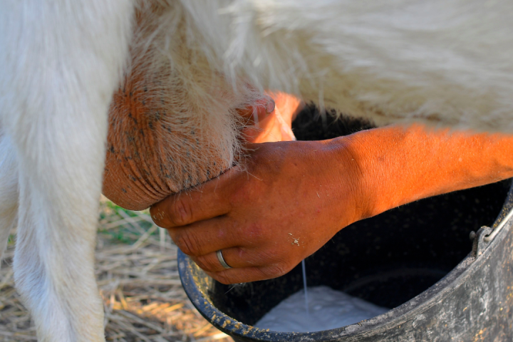 a horse sticking its head out of the water