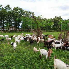 goat cheese tour