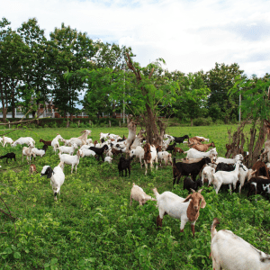 goat cheese tour