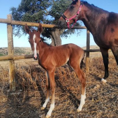Horseback Riding Évora