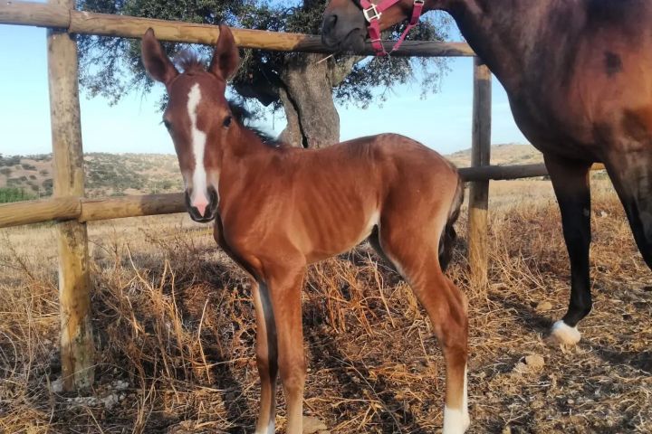 Horseback Riding Évora