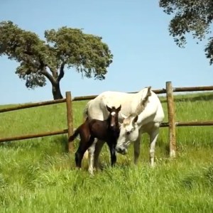 Horseback Riding Évora