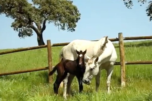 Horseback Riding Évora