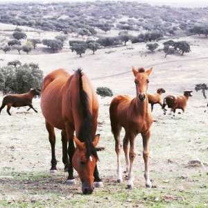 Horseback Riding Évora