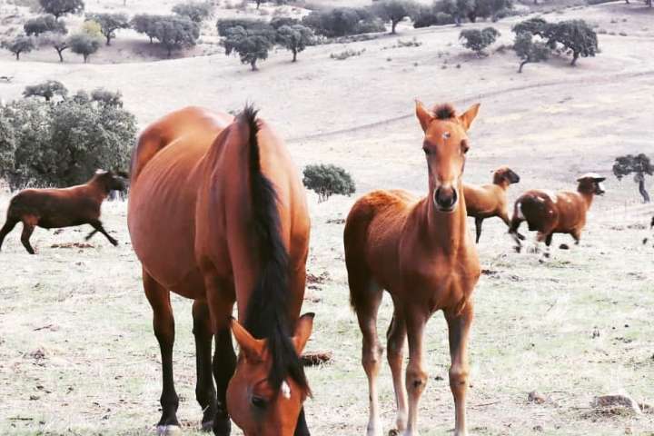 Horseback Riding Évora