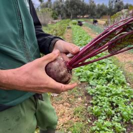 lagos farm to table experience