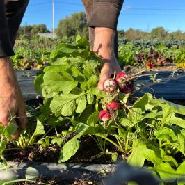 lagos farm to table experience