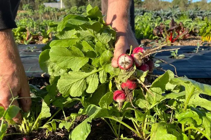 lagos farm to table experience