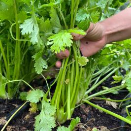 lagos farm to table experience