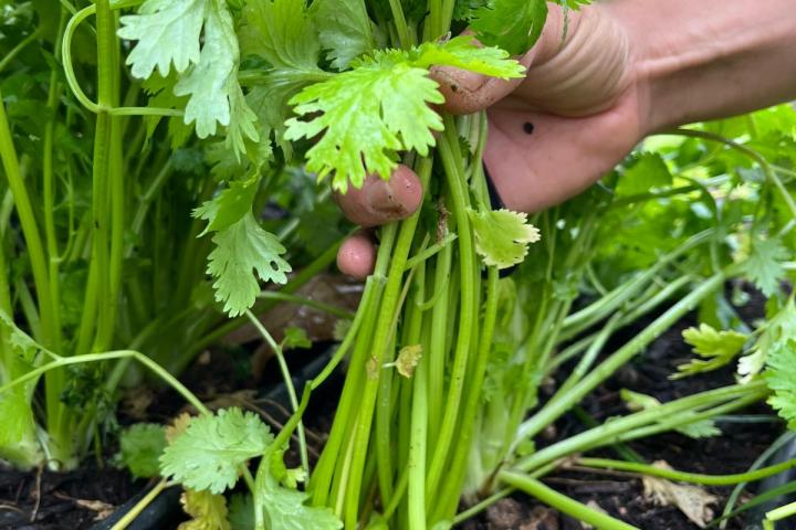 lagos farm to table experience