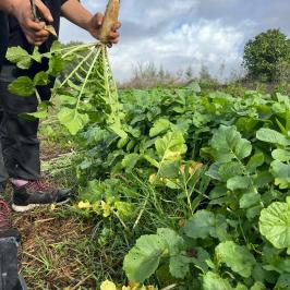 lagos farm to table experience