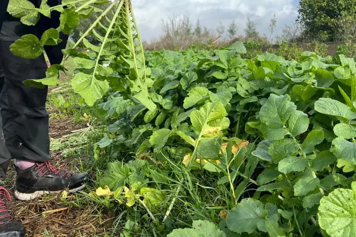 lagos farm to table experience