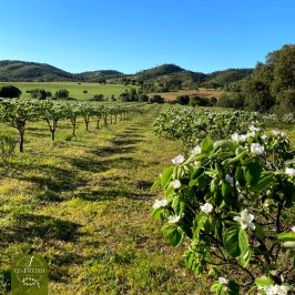Loulé farm to table experience
