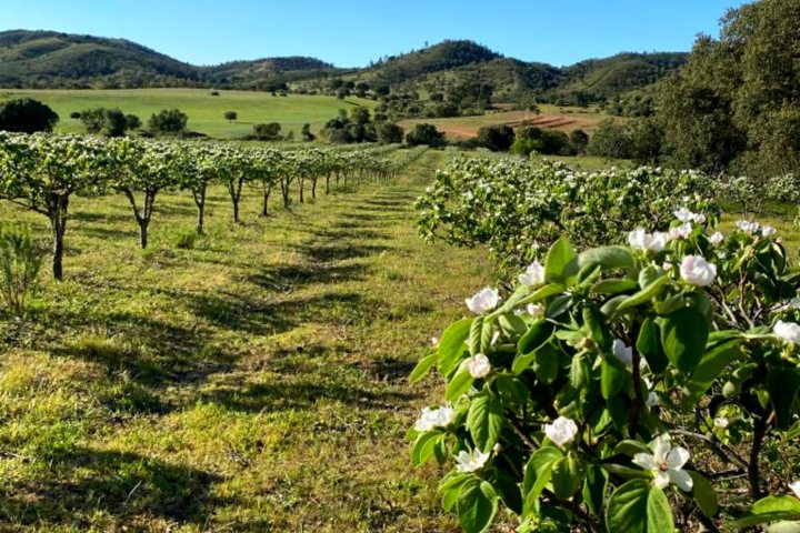 Loulé farm to table experience