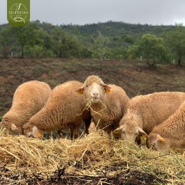 Loulé farm to table experience