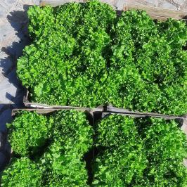 Loulé farm to table experience