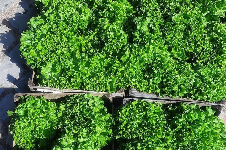 Loulé farm to table experience