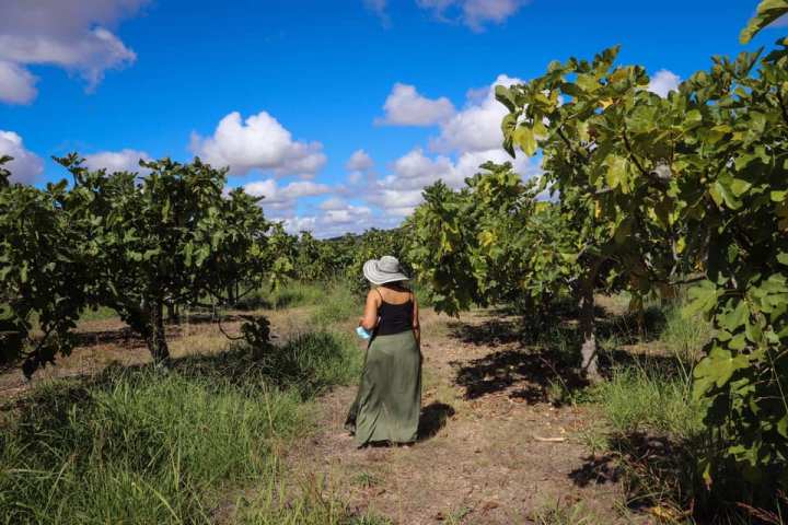 Loulé farm to table experience