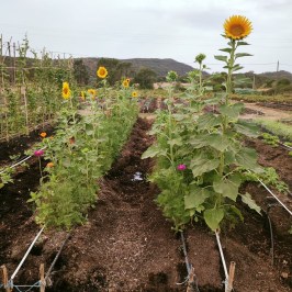 Loulé farm to table experience