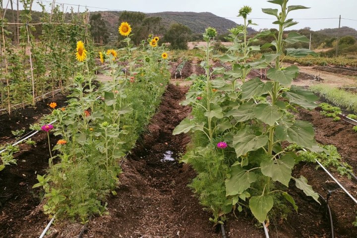 Loulé farm to table experience