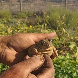 regenerative farm tour