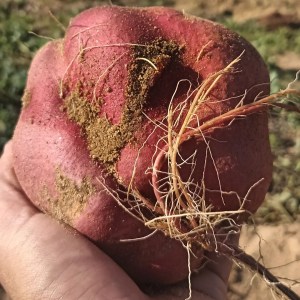 regenerative farm tour