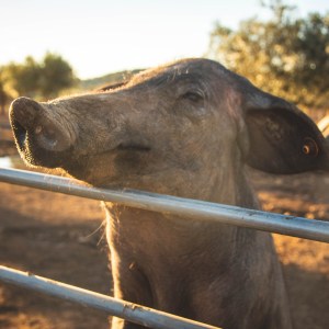regenerative farm tour