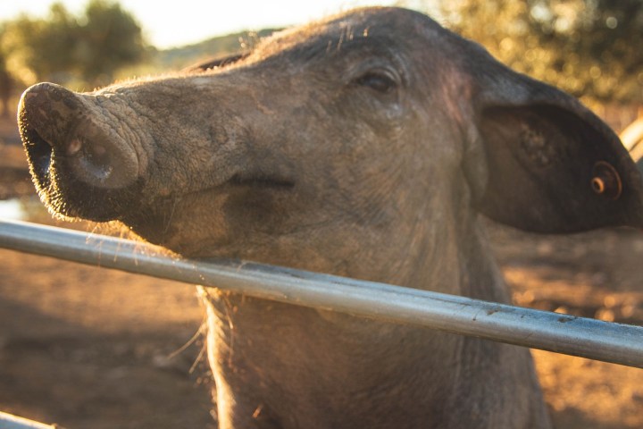 regenerative farm tour