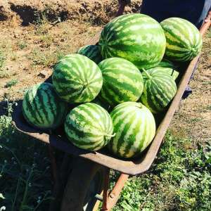 regenerative farm tour