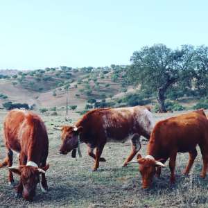 regenerative farm tour