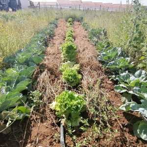 regenerative farm tour