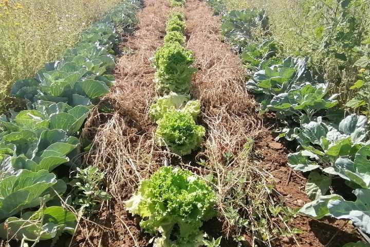 regenerative farm tour