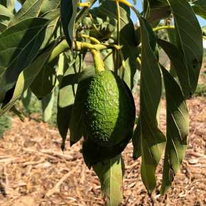 regenerative farm tour