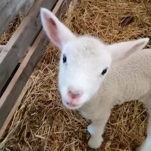 regenerative farm tour