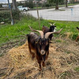 Walking with Goats & Cheese Experience