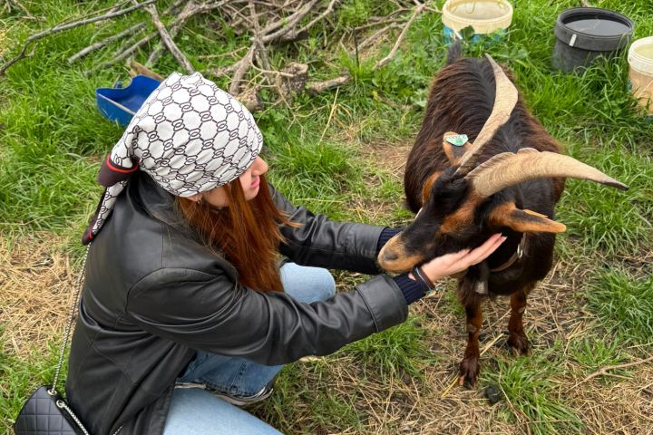 Walking with Goats & Cheese Experience