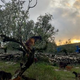 Walking with Goats & Cheese Experience