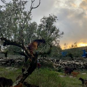 Walking with Goats & Cheese Experience