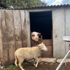 Walking with Goats & Cheese Experience