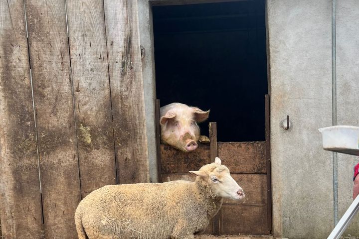 Walking with Goats & Cheese Experience