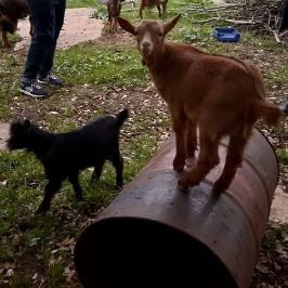 Walking with Goats & Cheese Experience