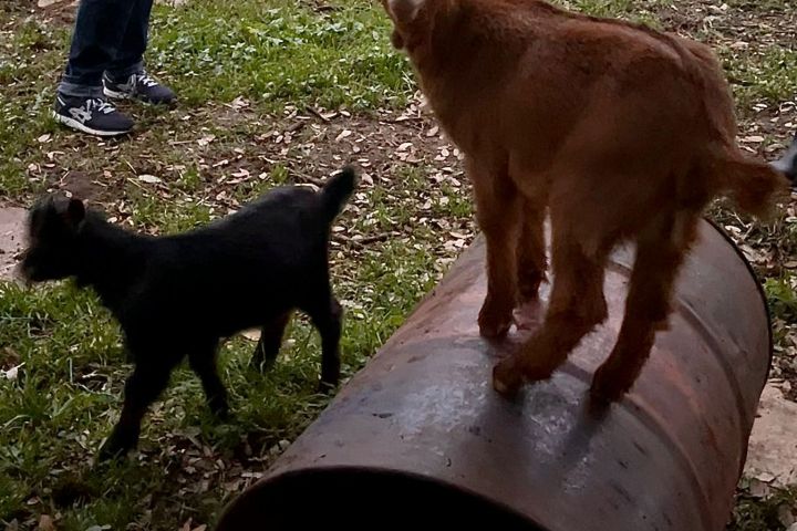 Walking with Goats & Cheese Experience