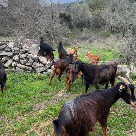 Walking with Goats & Cheese Experience