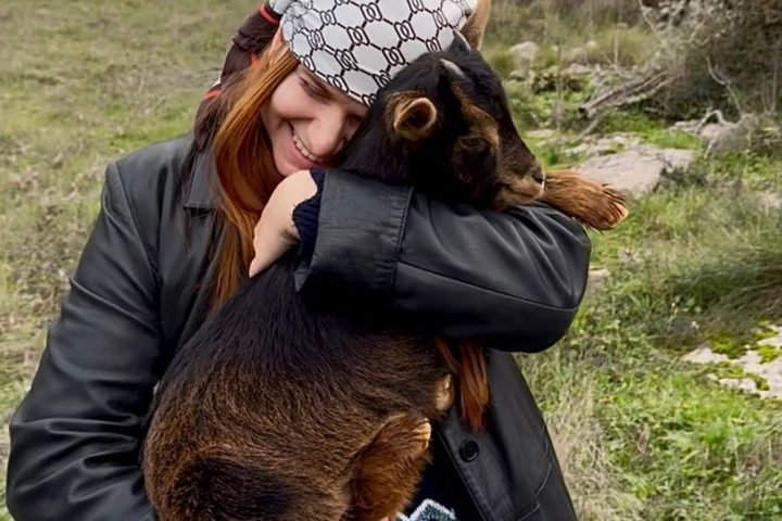 Walking with Goats & Cheese Experience